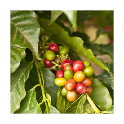 Coffee (Kona) Flavor - TPA