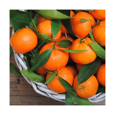 TPA - Orange Mandarin