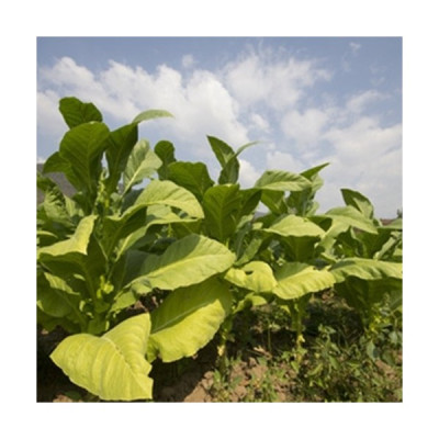 TPA - RY4 Asian Flavor